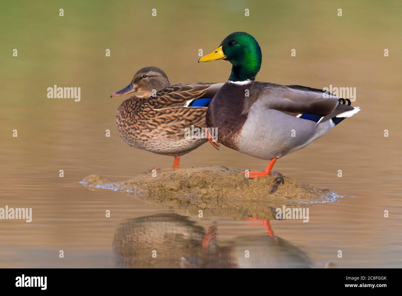 mallard (Anas platyrhynchos), deux peuplements en eau peu profonde, Italie, Stagno dei Cavalieri Banque D'Images