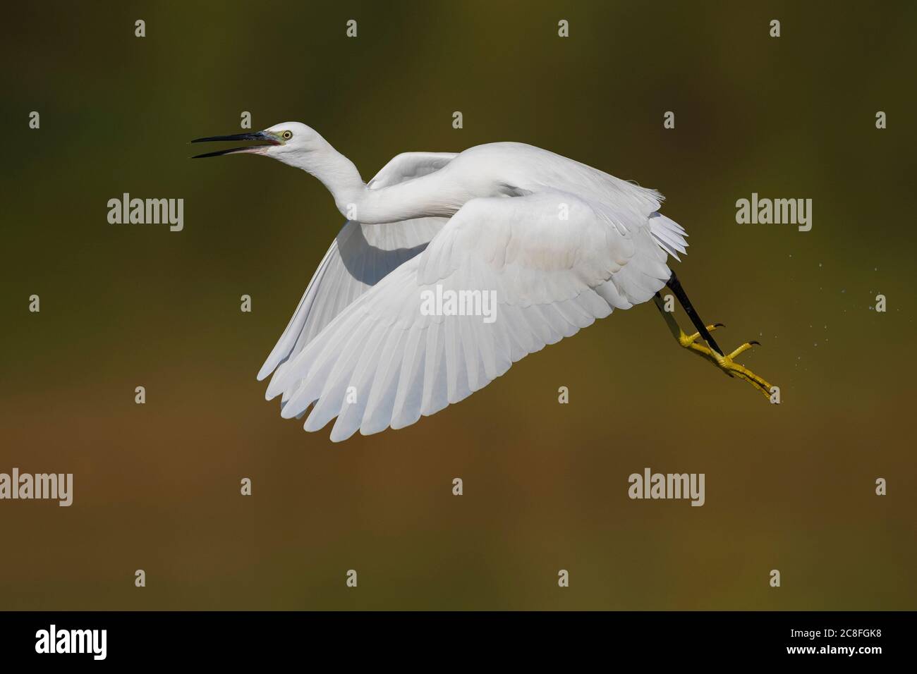 Petit égret (Egretta garzetta), adulte en vol, Italie, Stagno dei Cavalieri Banque D'Images