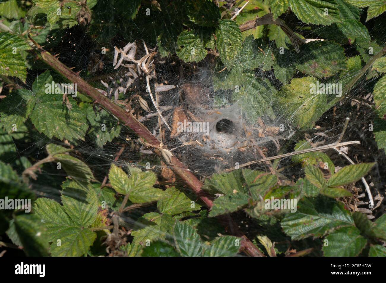 Toile d'araignée parmi les feuilles de la ruée. Staffordshire. ROYAUME-UNI Banque D'Images