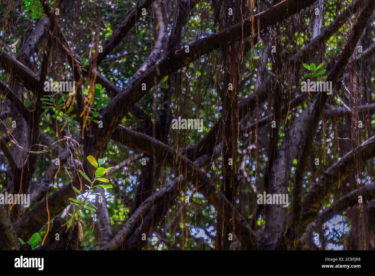 Détail de la lumière du soleil traversant de petites feuilles sur UN immense banyan Tree. Atmosphère de calme et de détente. Concept de la nature pour le design. Mise au point sélective. Banque D'Images