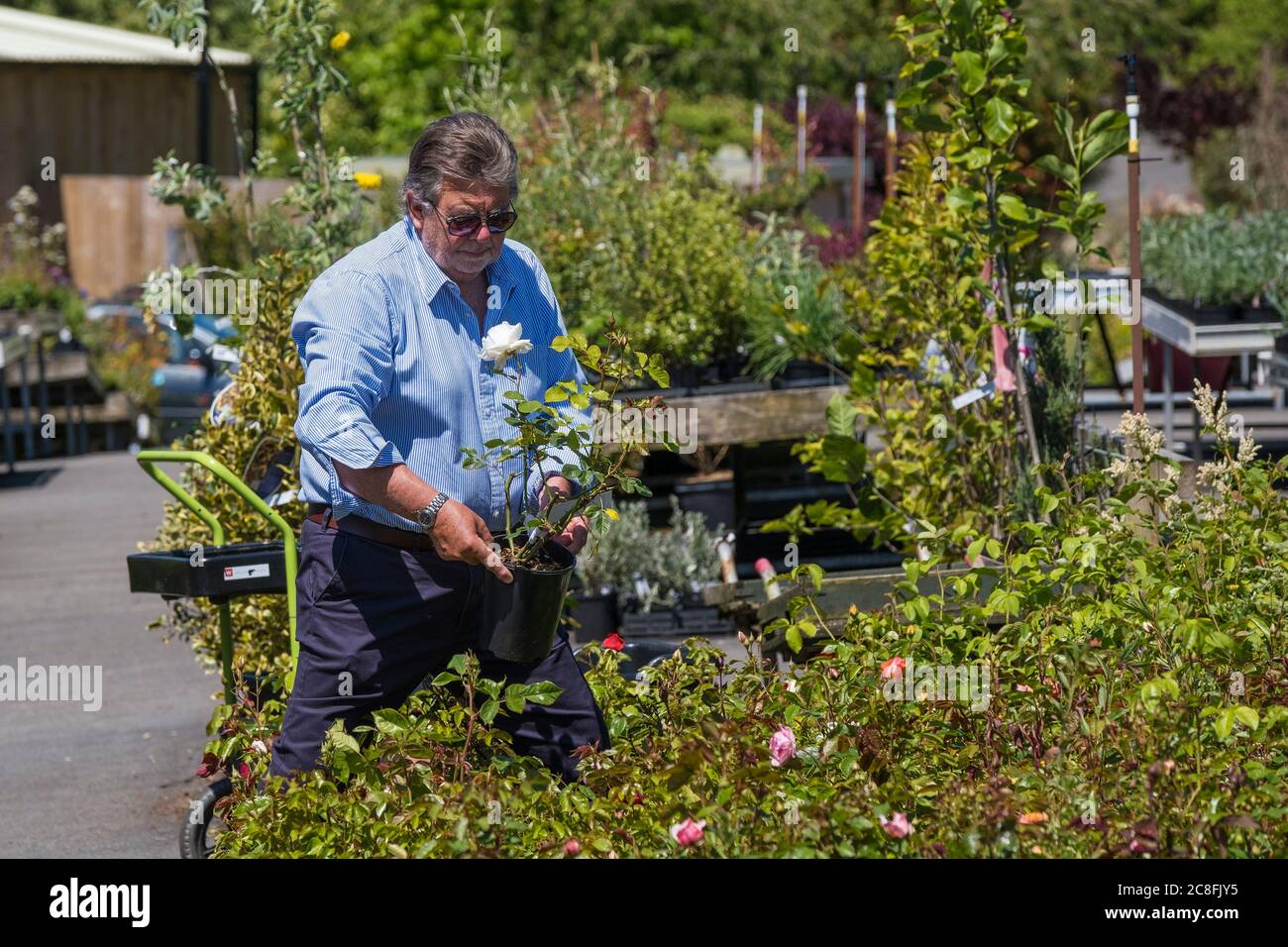 Un client qui sélectionne des plantes dans une pépinière de jardin. Banque D'Images
