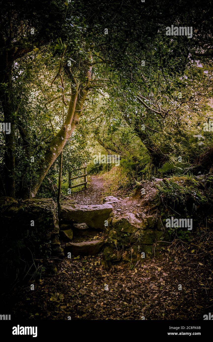 Une vieille pierre s'entaille sur un sentier de Metha Woods dans la vallée de Lappa, près de St Newlyn East, dans les Cornouailles. Banque D'Images