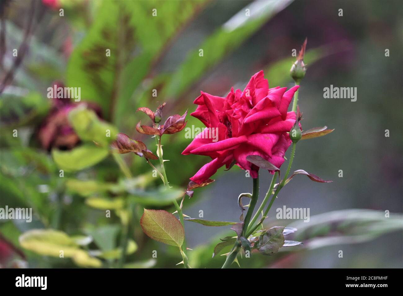 Rose rouge Banque D'Images