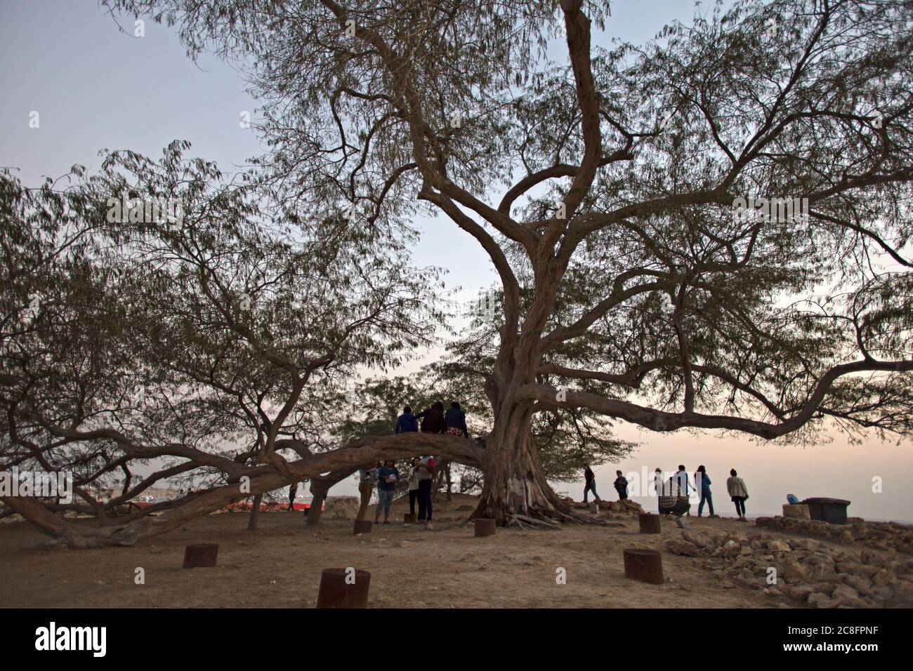 Visite de l'arbre de vie Banque D'Images