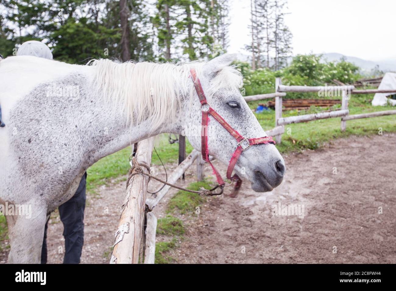 Portrait de beau cheval blanc à stable. Vue en gros plan Banque D'Images