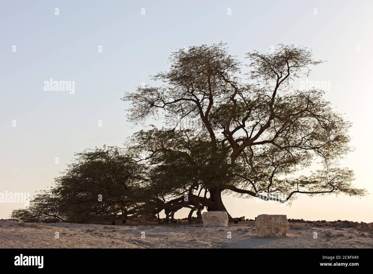 Arbre de vie Banque D'Images
