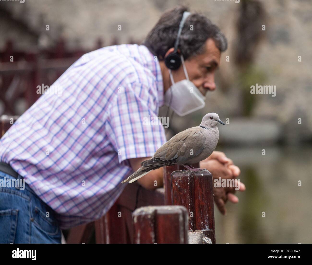 Las Palmas, Grande Canarie, Îles Canaries, Espagne. 24 juillet 2020. Une colombe de Collared eurasienne (streptopelia decaoto) dans le parc de la ville de Palmas sur Gran Canaria comme le tourisme commence très lentement à prendre sur les îles Canaries. Certaines régions d'Espagne ont connu de nouvelles flambées de Covid 19 au cours de la semaine dernière. Les habitants sont impatients de voir le retour des touristes car environ 40% de la population des îles Canaries dépend du tourisme pour l'emploi. Crédit : Alan Dawson/Alay Live News. Banque D'Images