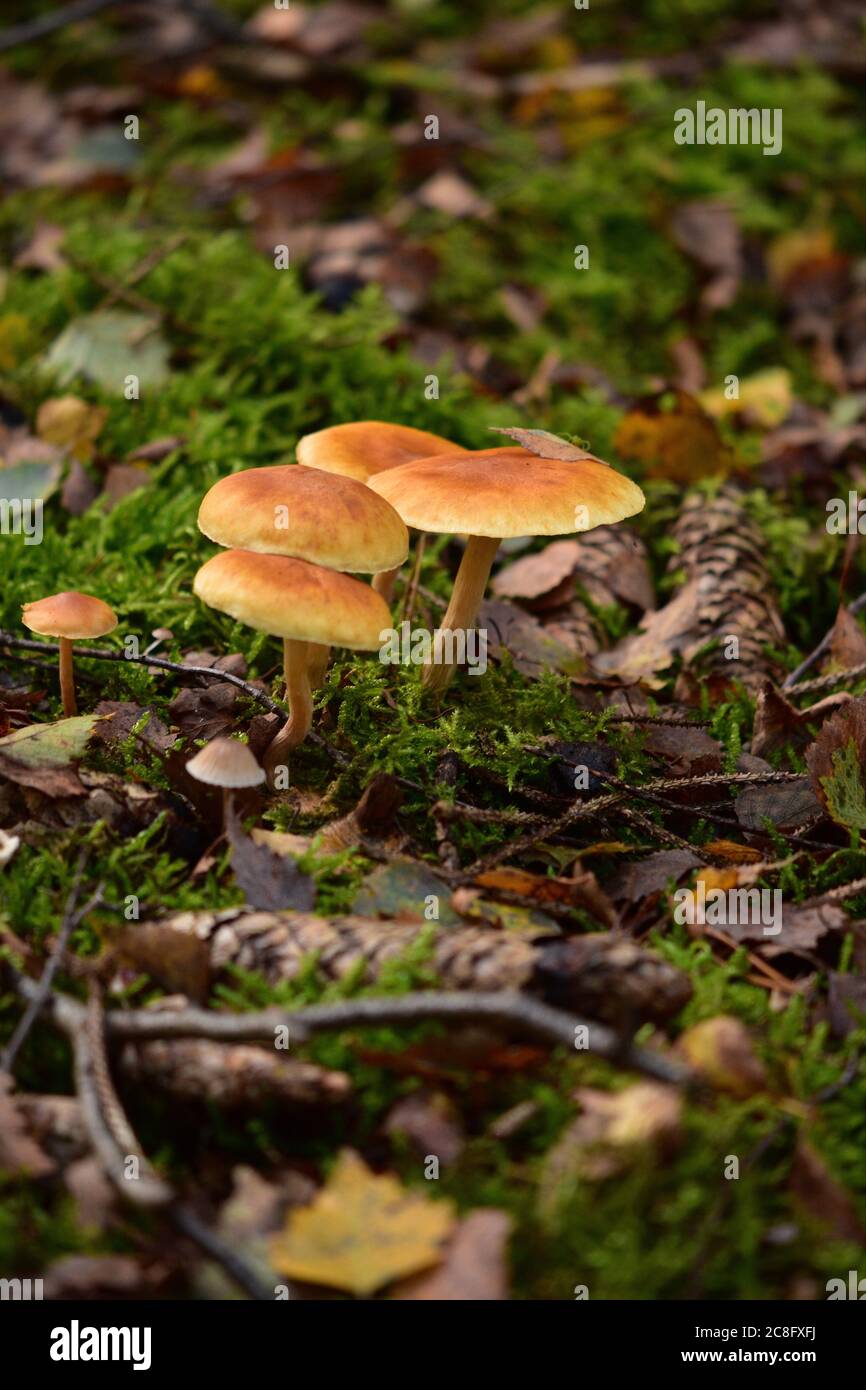 Champignons dans la forêt d'automne, droits britanniques et irlandais uniquement disponibles. Contactez le bureau pour obtenir des droits supplémentaires. Banque D'Images