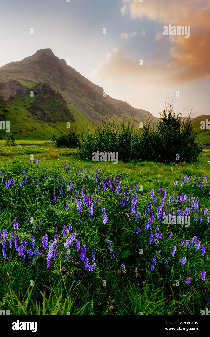 Géographie/voyage, Islande, Islande du Sud, Islande, fleurs de montagne brillent dans la lumière du soir dans une vallée magique à Skoga, pas-de-tourisme-Publicité-utilisation Banque D'Images