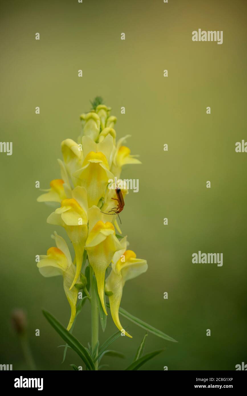Lin jaune, Linaria vulgaris, fin de l'été le long d'une piste de l'Oxfordshire, scarabée Banque D'Images