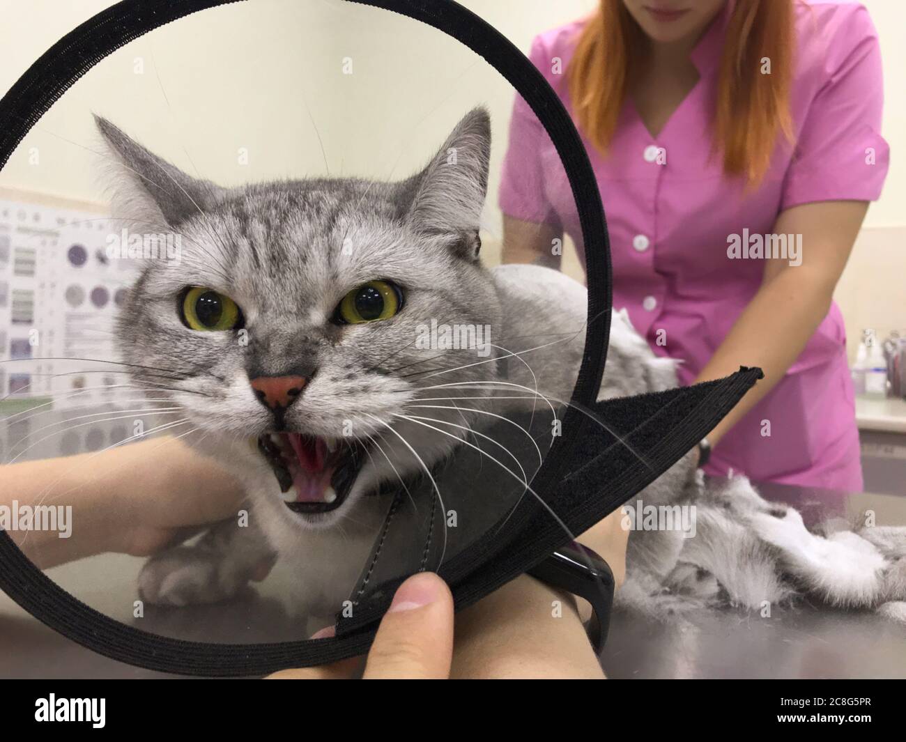 Portrait de chat en colère lors de la coupe des cheveux. Maître de toilettage fait des coupes de cheveux dans le bureau vétérinaire. Animaux de compagnie concept vétérinaire Banque D'Images