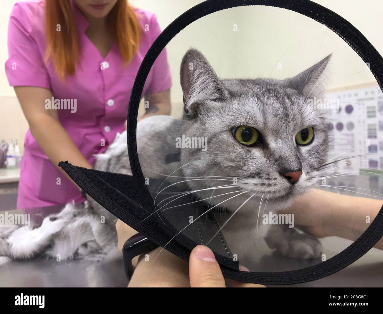 Portrait de chat tout en coupant les cheveux. Maître de toilettage fait des coupes de cheveux dans le bureau vétérinaire. Animaux de compagnie concept vétérinaire Banque D'Images
