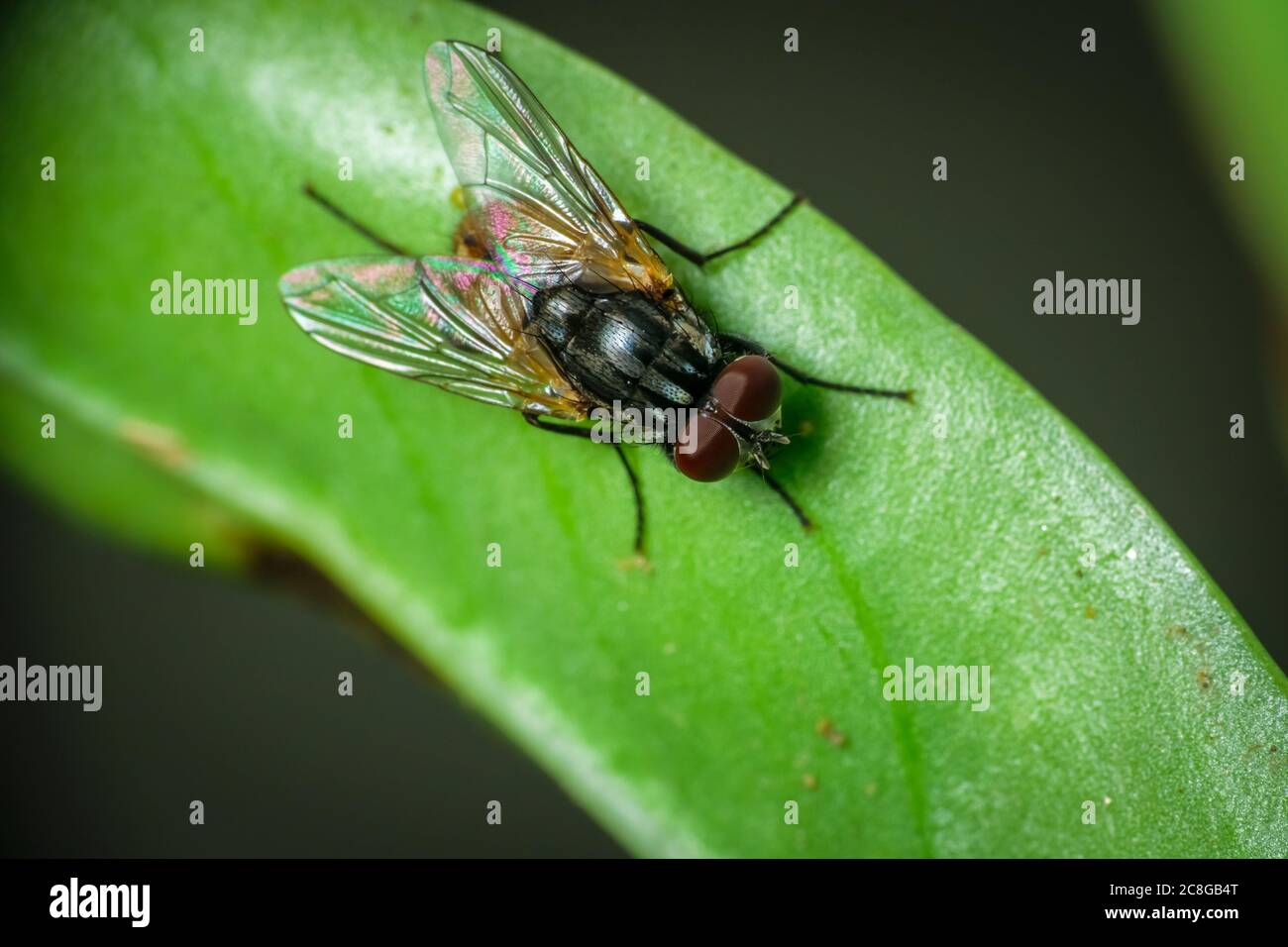 Mouche domestique isolée assise sur une feuille verte Banque D'Images