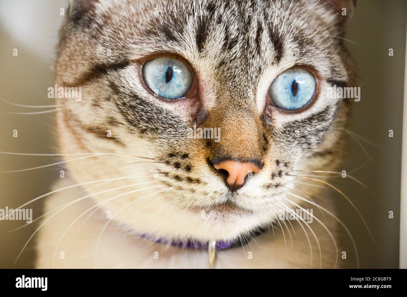 Yeux bleu gris Banque de photographies et d’images à haute résolution