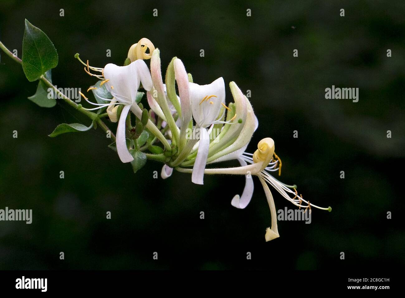 Chèvrefeuille (Lonicera periclymenum) Banque D'Images