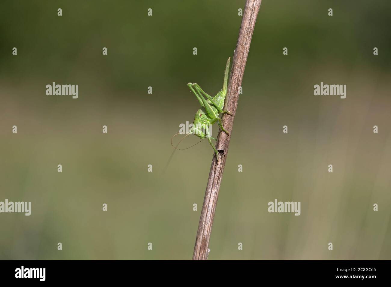 (Tettigonia viridissima) Banque D'Images
