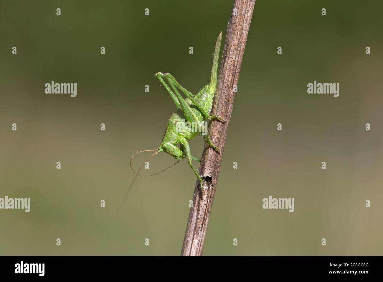 (Tettigonia viridissima) Banque D'Images