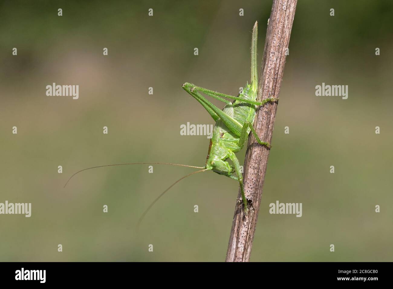 (Tettigonia viridissima) Banque D'Images