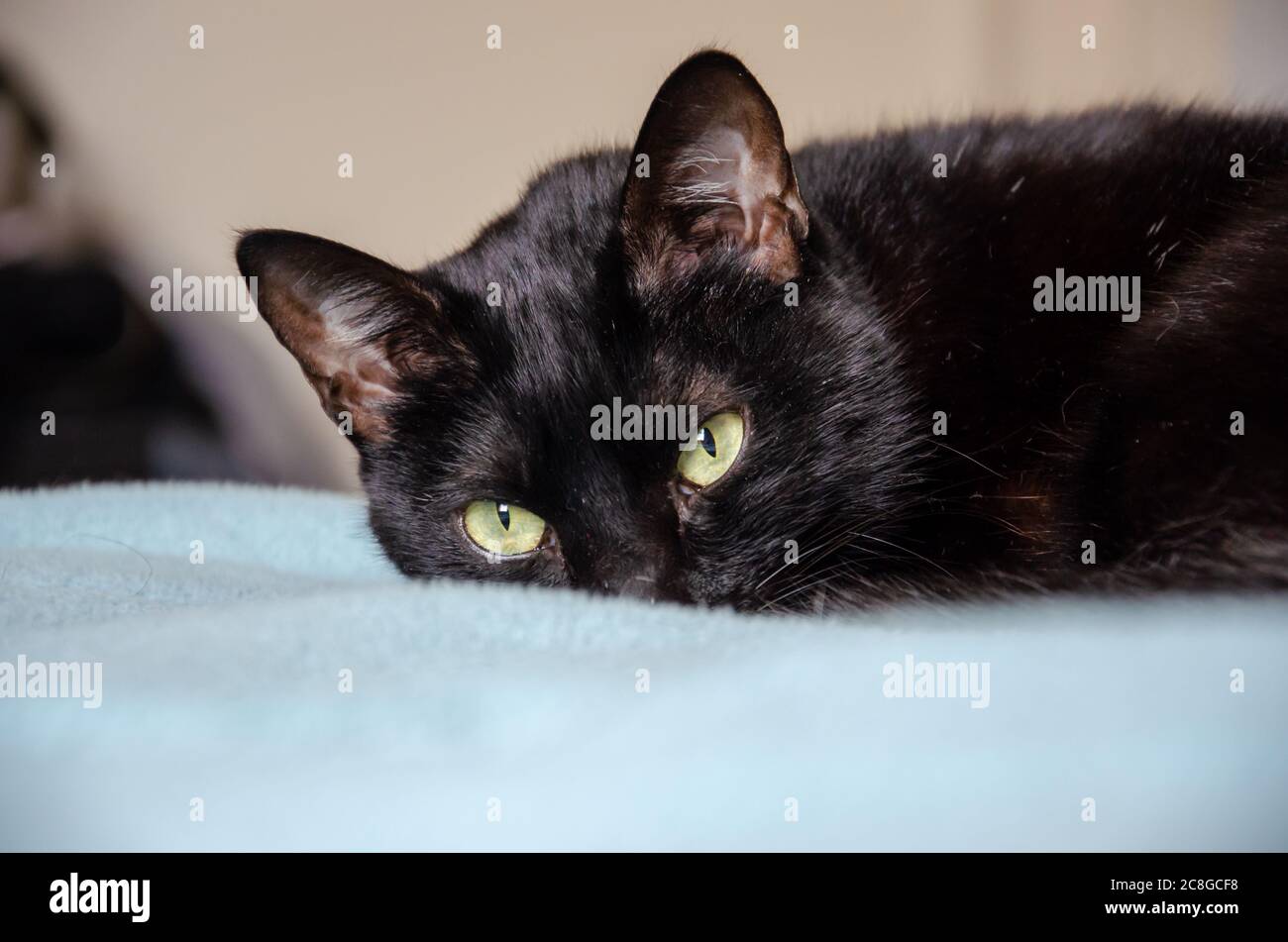 chat noir couché dans le lit regardant l'appareil photo Banque D'Images