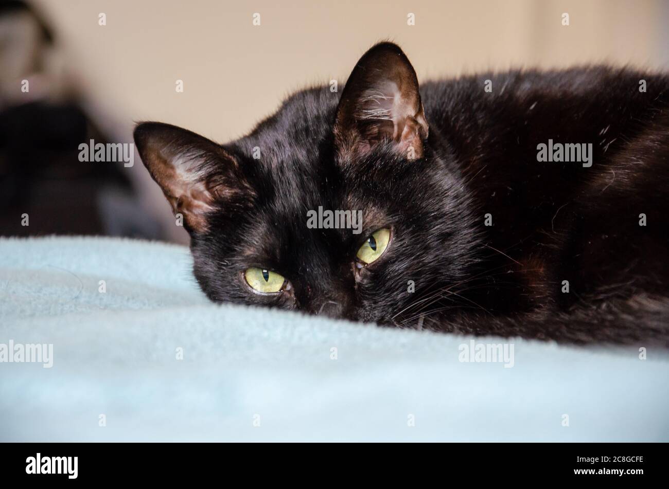 Chats Noirs Banque D Image Et Photos Alamy