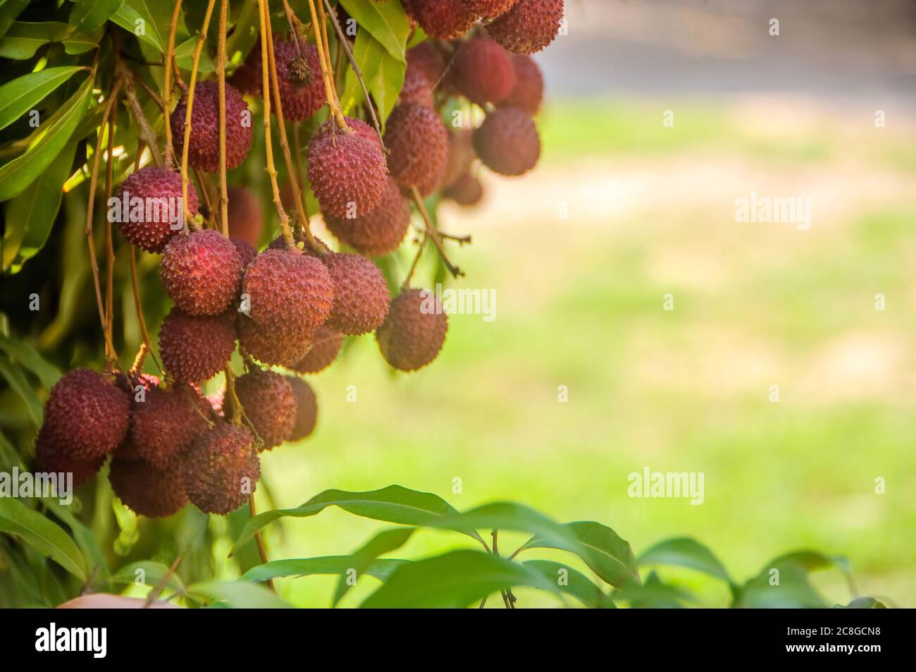 Des fruits rouges mûrs frais sont accrochés au litchi dans le jardin. Banque D'Images