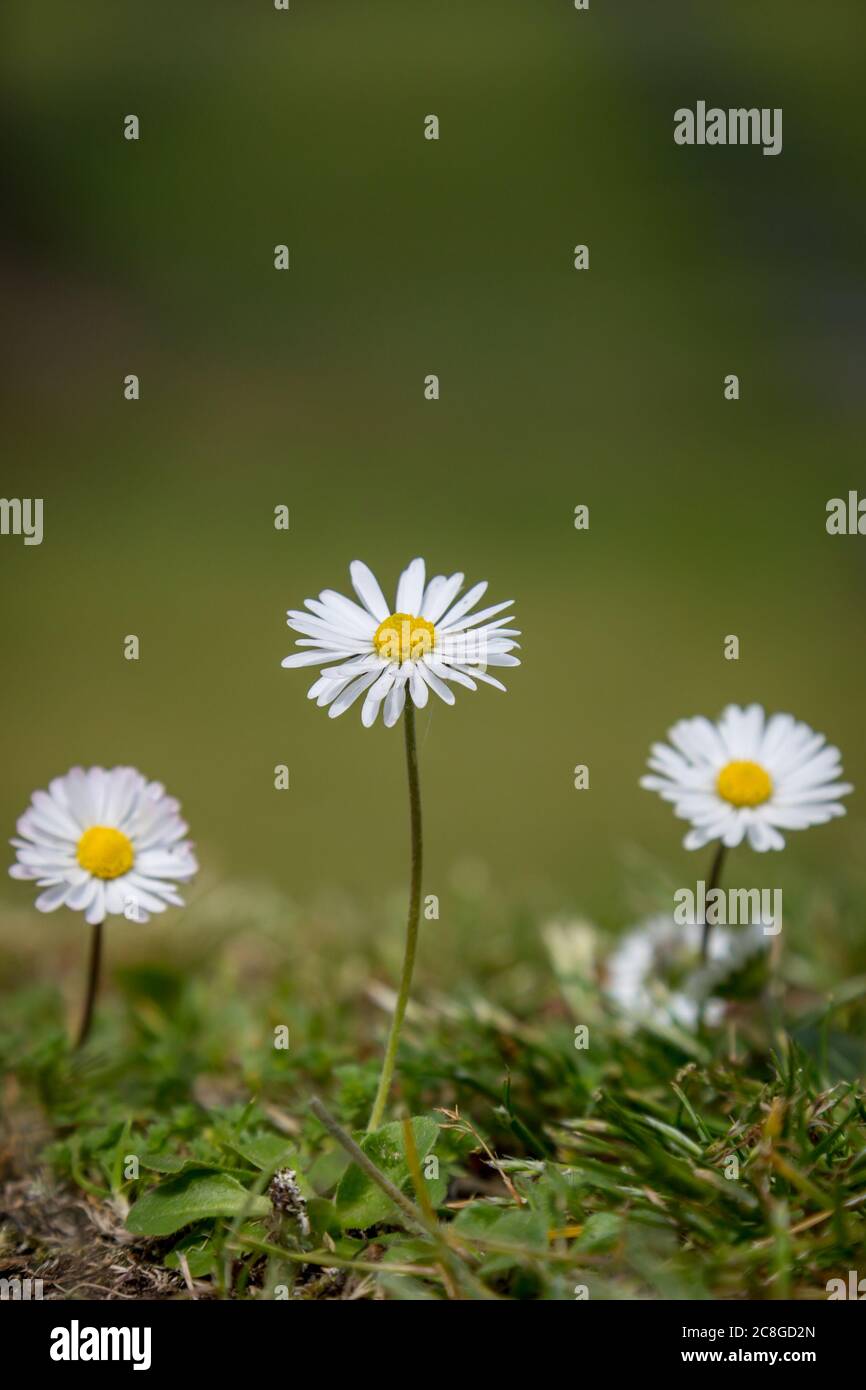 Un gros plan de jolies fleurs de Marguerite, avec une faible profondeur de champ Banque D'Images