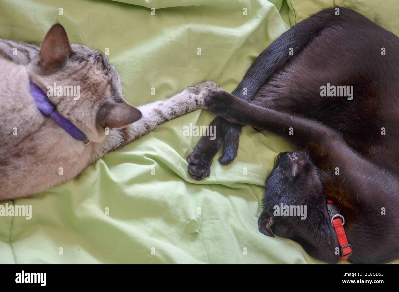 deux chats dormant en contact avec les pattes (chat noir et tabby) avec fond vert Banque D'Images