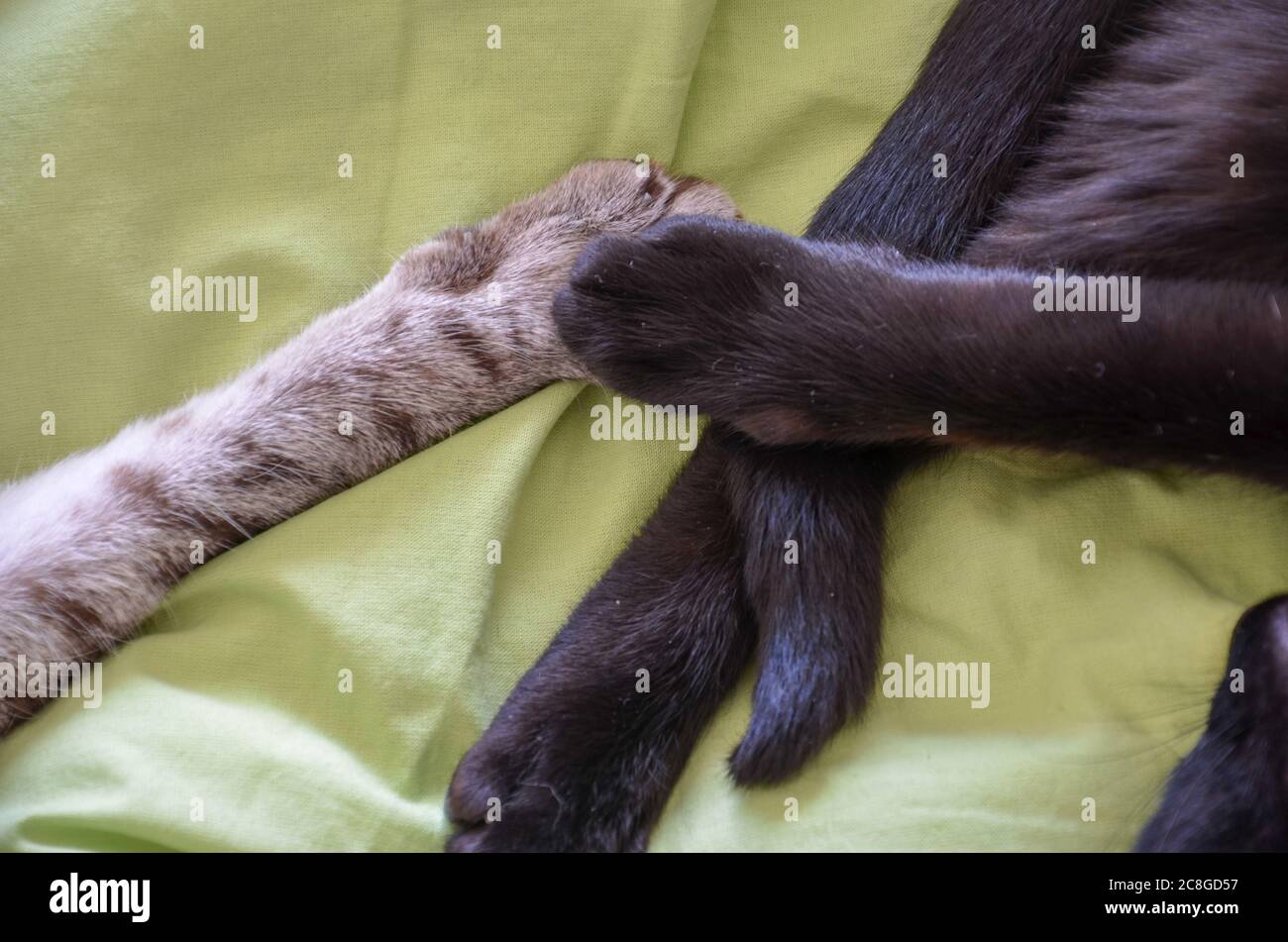 gros plan sur deux pattes de chat se touchant (chat noir et tabby) avec fond vert Banque D'Images