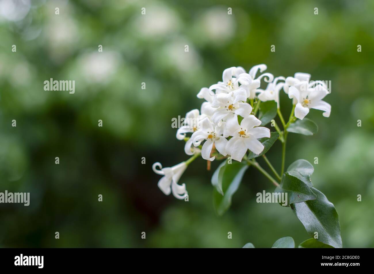 Fleur de jasmin d'orange, fleur blanche fleurit avec un magnifique fond naturel, foyer sélectif. Banque D'Images