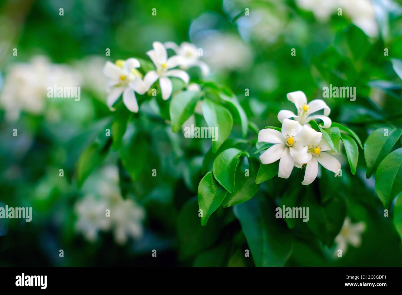 Fleur de jasmin d'orange, fleur blanche fleurit avec un magnifique fond naturel, foyer sélectif. Banque D'Images