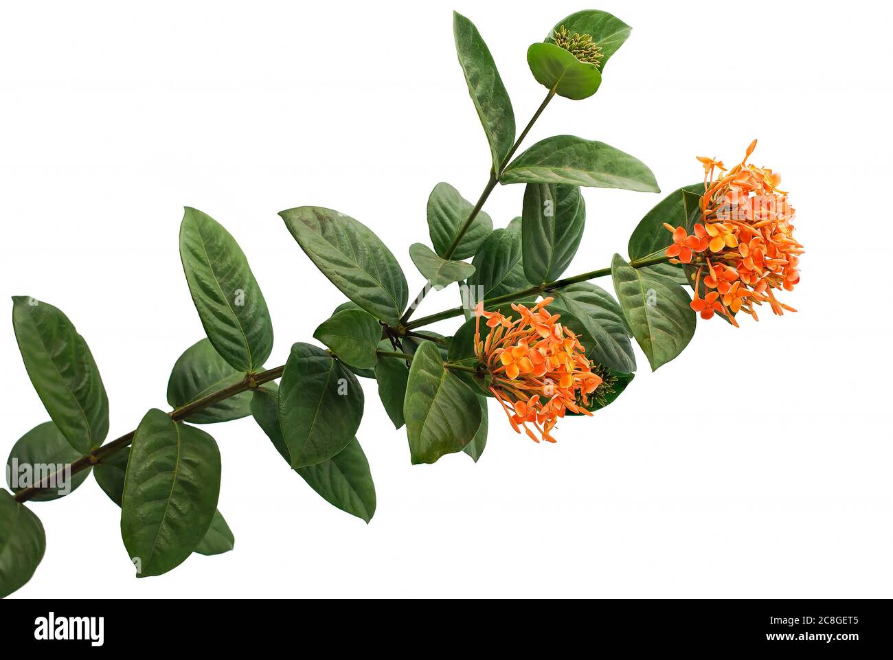 Belle fleur rouge d'Ixora, fleur rouge d'épi, fleur de roi d'Ixora (Ixora chinensis), fleur de Rubiaceae, fleur de coccinea d'Ixora isolée sur le backgrou blanc Banque D'Images Belle fleur rouge d'Ixora, fleur rouge d'épi, fleur de roi d'Ixora (Ixora chinensis), fleur de Rubiaceae, fleur de coccinea d'Ixora isolée sur le backgrou blanc Banque D'Images