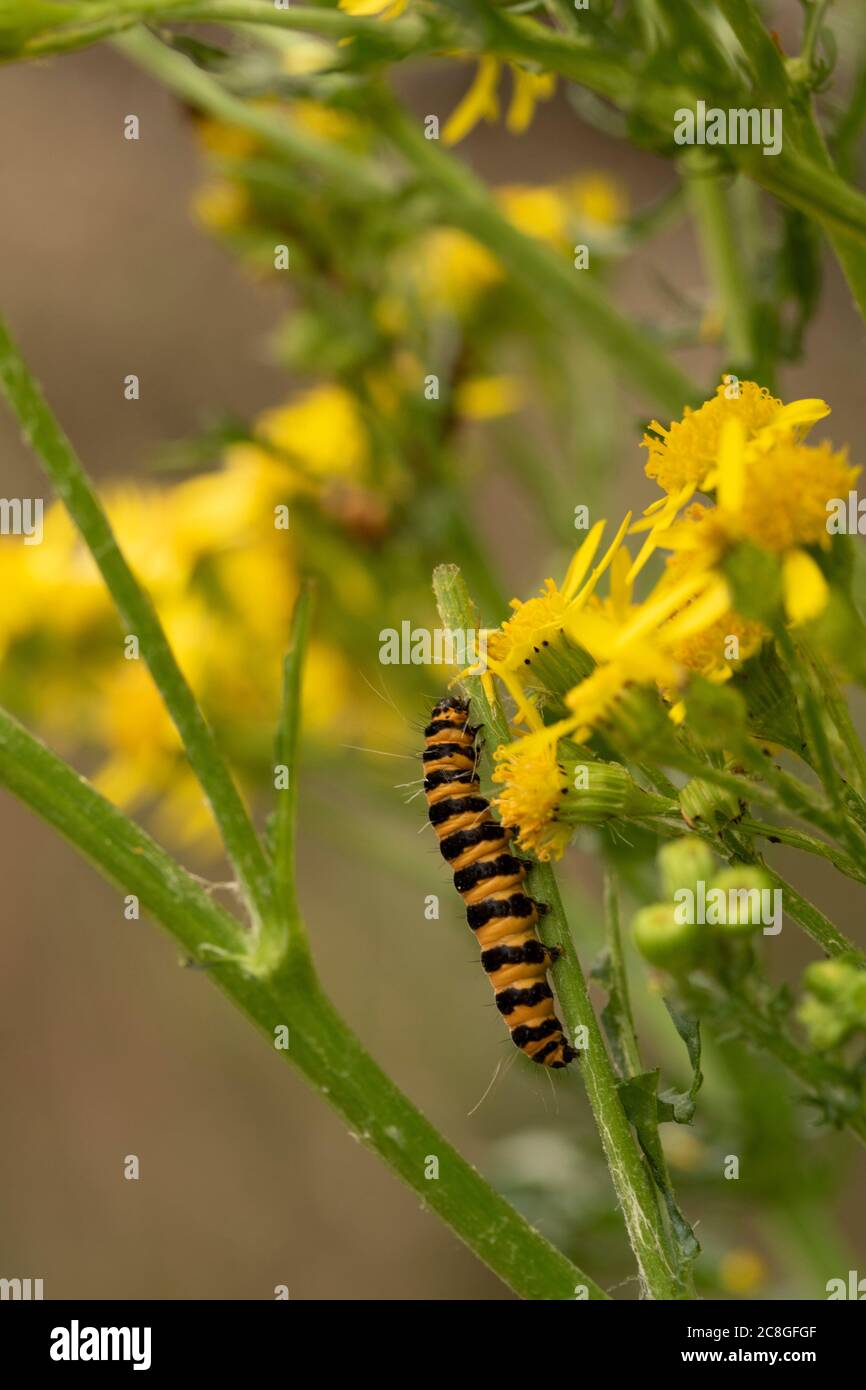 Chenilles de papillon sur une plante sauvage à fleurs jaunes de Ragwort, portrait de la nature. Banque D'Images