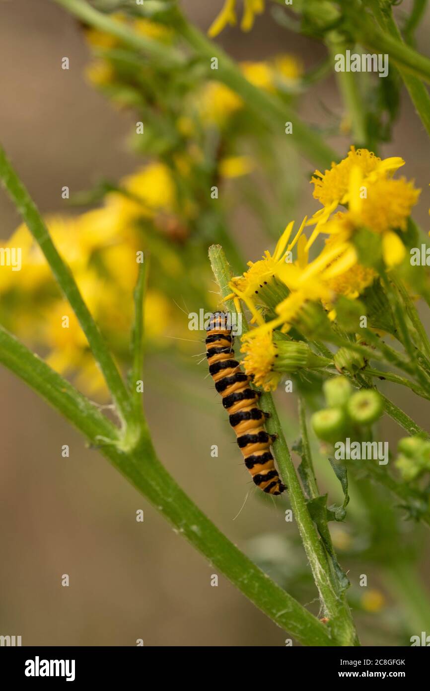 Chenilles de papillon sur une plante sauvage à fleurs jaunes de Ragwort, portrait de la nature. Banque D'Images