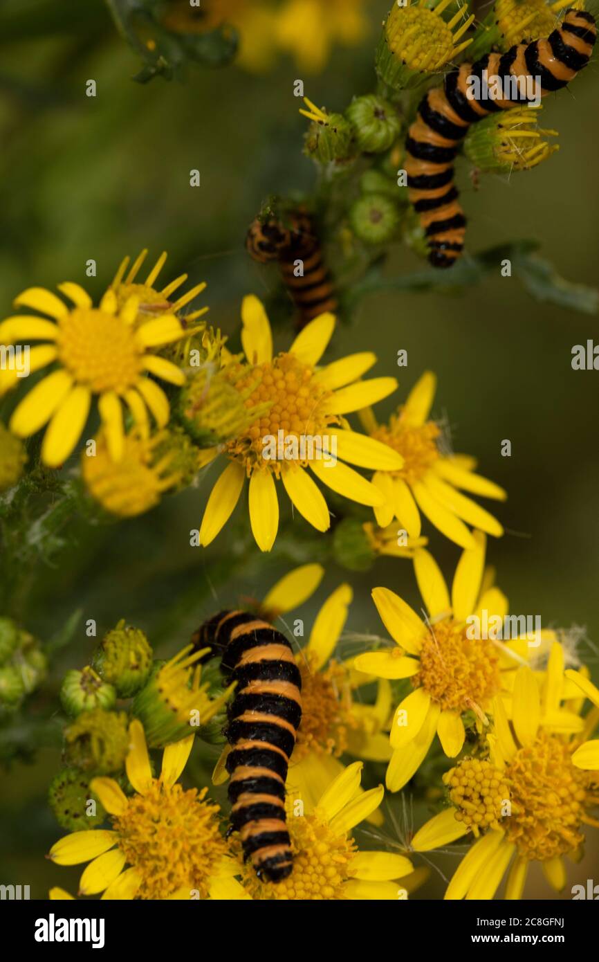 chenille de la teigne de Cinnabar sur l'armoise à fleurs, portrait naturel de la nature Banque D'Images