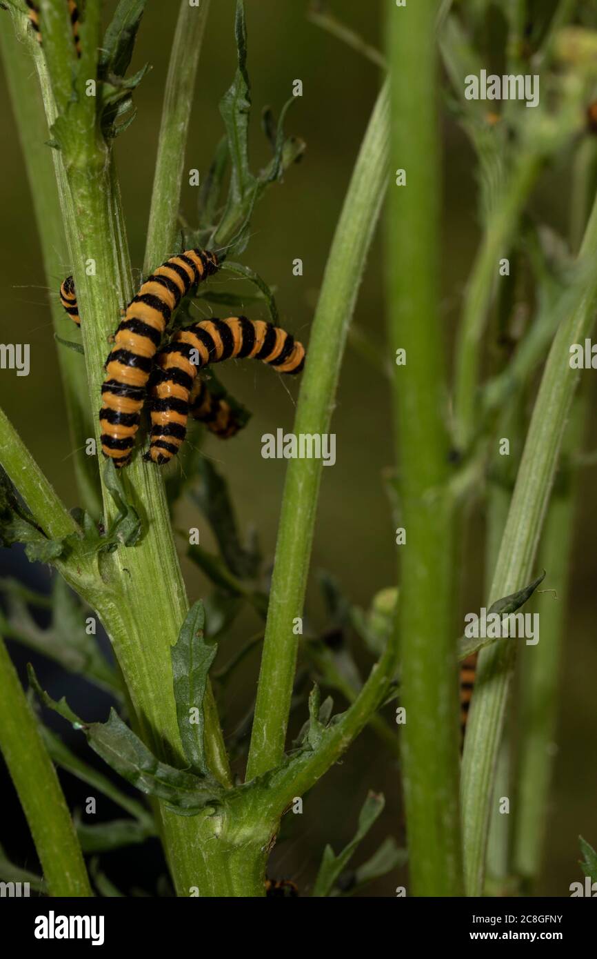 chenille de la teigne de Cinnabar sur l'armoise à fleurs, portrait naturel de la nature Banque D'Images