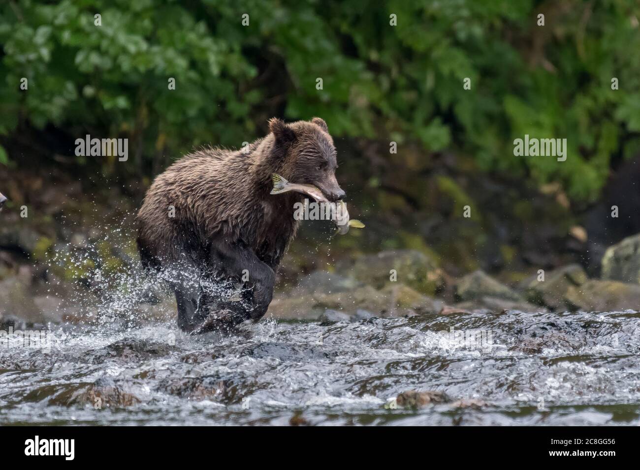 Un jeune grizzli (Ursus arctos horribilis) traversant une rivière rocheuse peu profonde transportant un gros saumon en Alaska, aux États-Unis. Banque D'Images