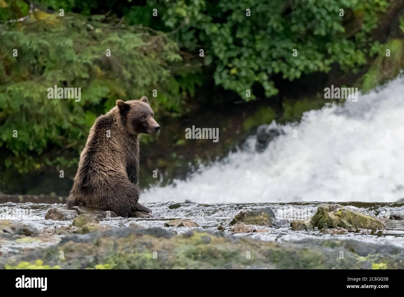Un grizzli (Ursus arctos horribilis) assis devant une cascade regarde la caméra. Banque D'Images