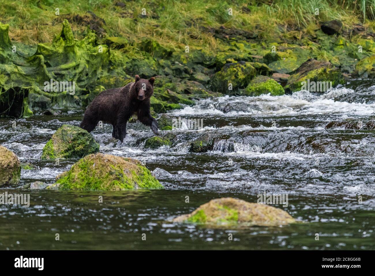 Un grizzli (Ursus arctos horribilis) à la recherche de saumon dans des rapides rocheux peu profonds en Alaska, aux États-Unis. Banque D'Images