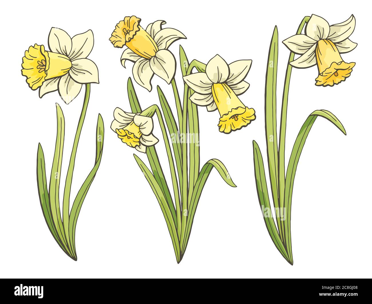 Narcisse fleur graphique couleur isolé esquisse illustration vecteur Illustration de Vecteur