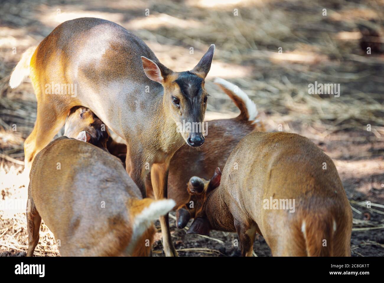 Muntjac de Reeves, également connu sous le nom de muntjac chinois. Banque D'Images