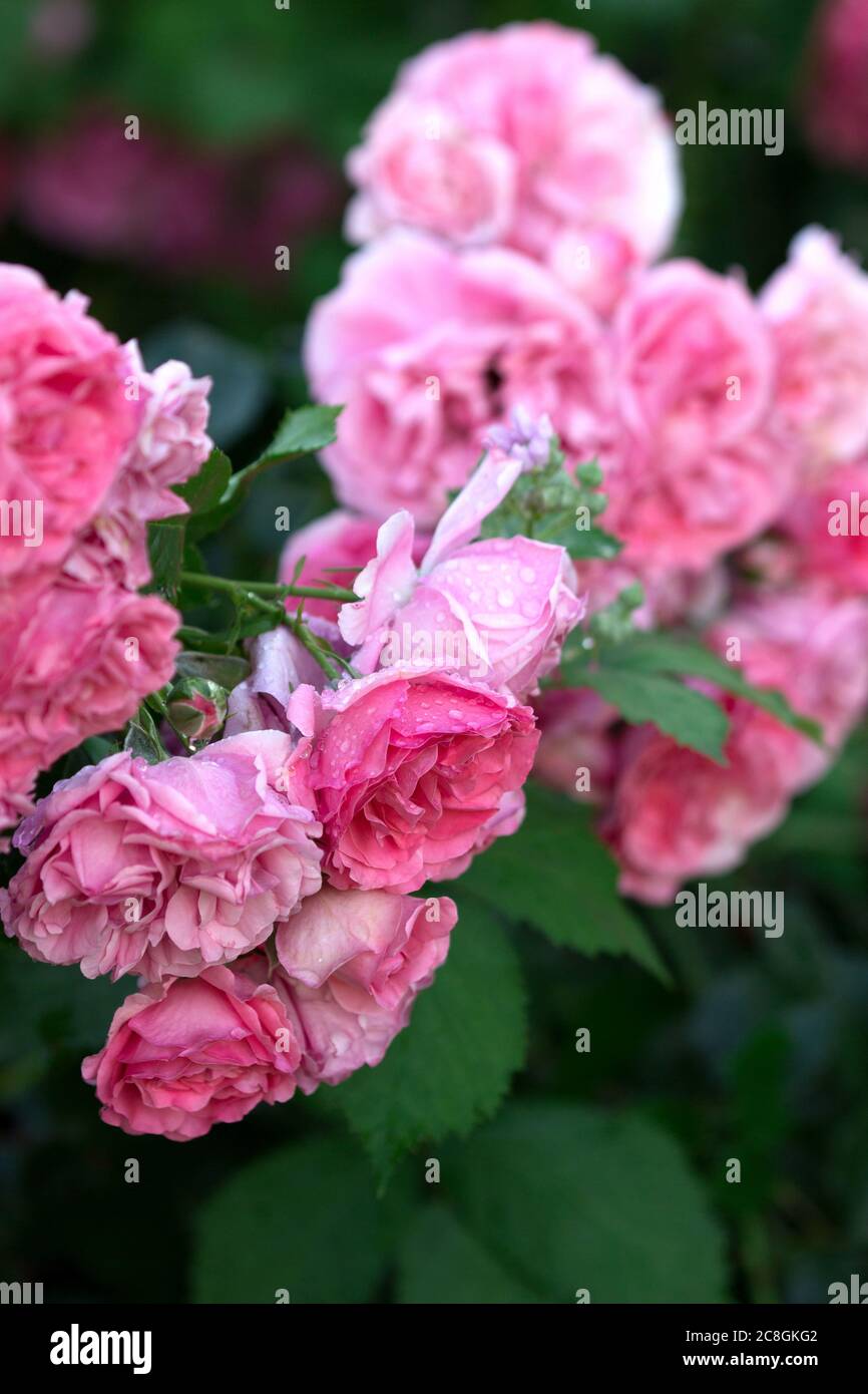 Roses et bourgeons fleuris dans le jardin de la maison. Banque D'Images