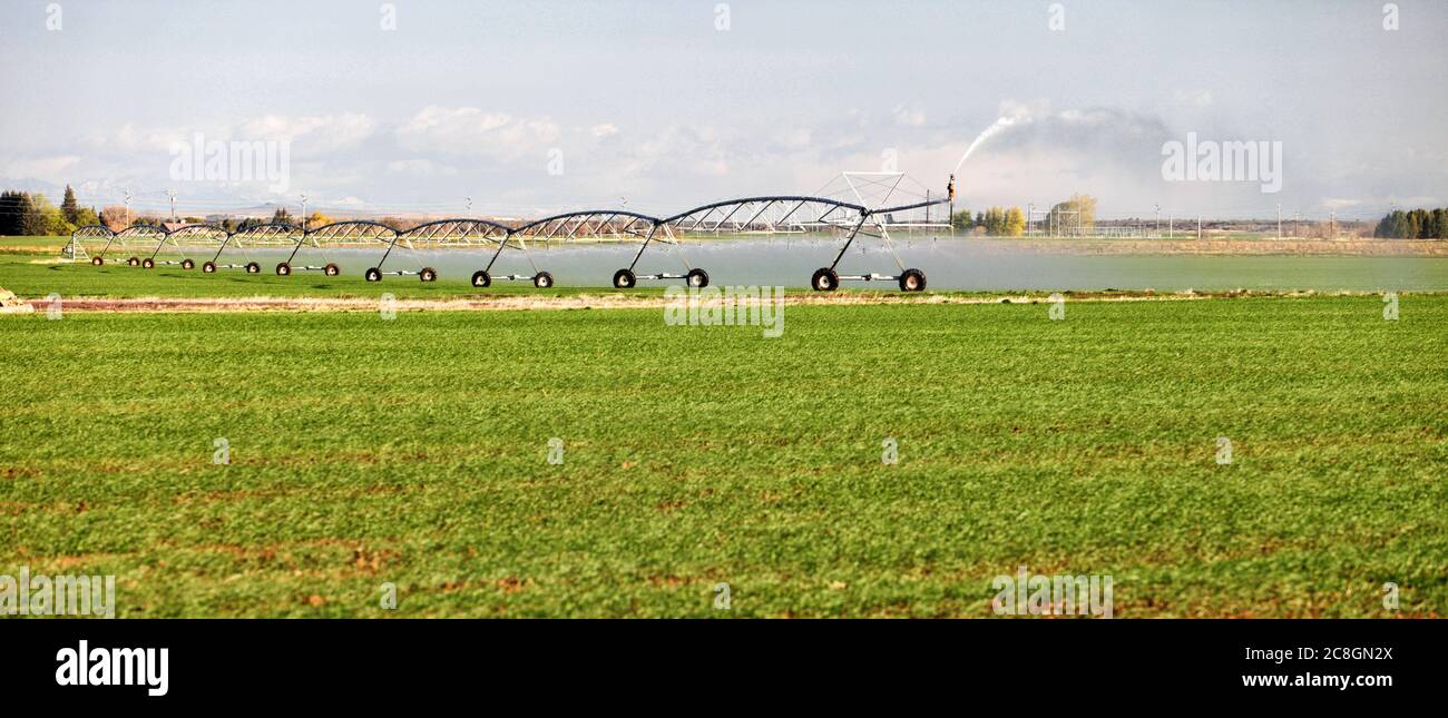 Un arroseur à pivot de centre agricole utilisé pour irriguer un champ de luzerne dans les champs fertiles de l'Idaho. Banque D'Images