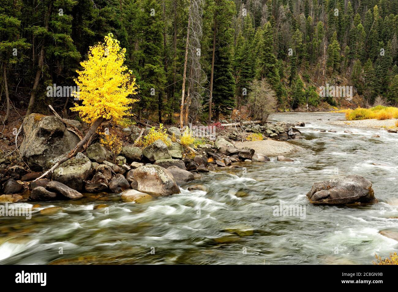 Un seul arbre en bois de coton et une sous-croissance dans les couleurs de l'automne tandis que la rivière Salmon se précipite près de Clayton Idaho. Banque D'Images