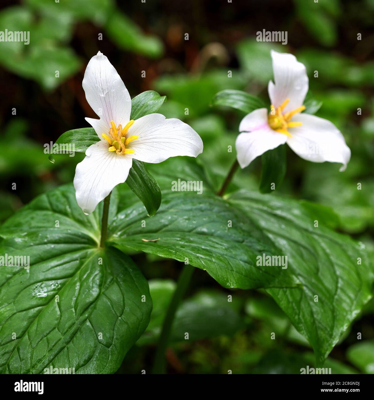 Une fleur trillium blanche trillium grandiflorum, qui fleurit dans une forêt côtière de l'Oregon. Banque D'Images
