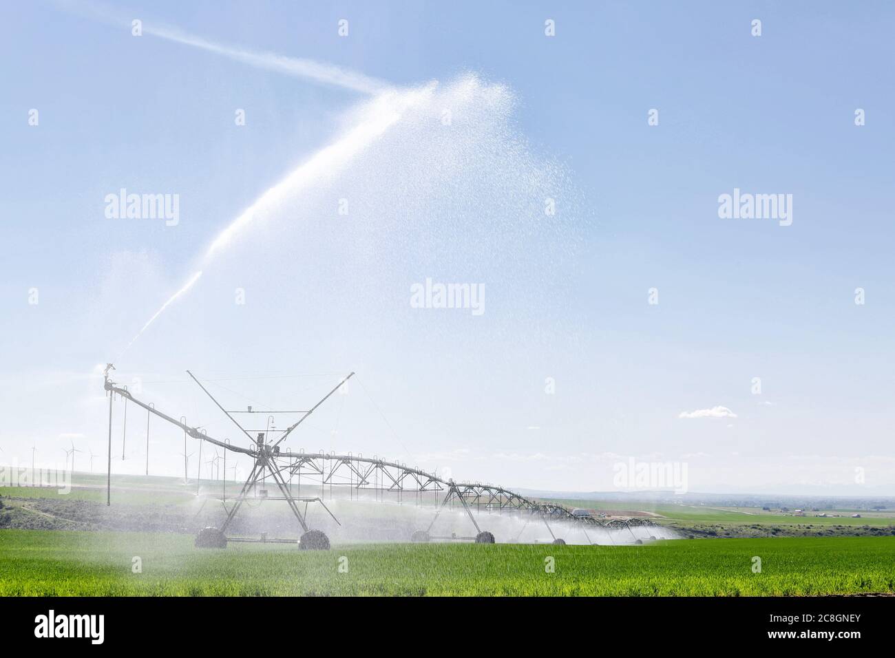 Un arroseur central pivotant arrosoir un champ de blé, dans les champs fertiles de l'Idaho. Banque D'Images