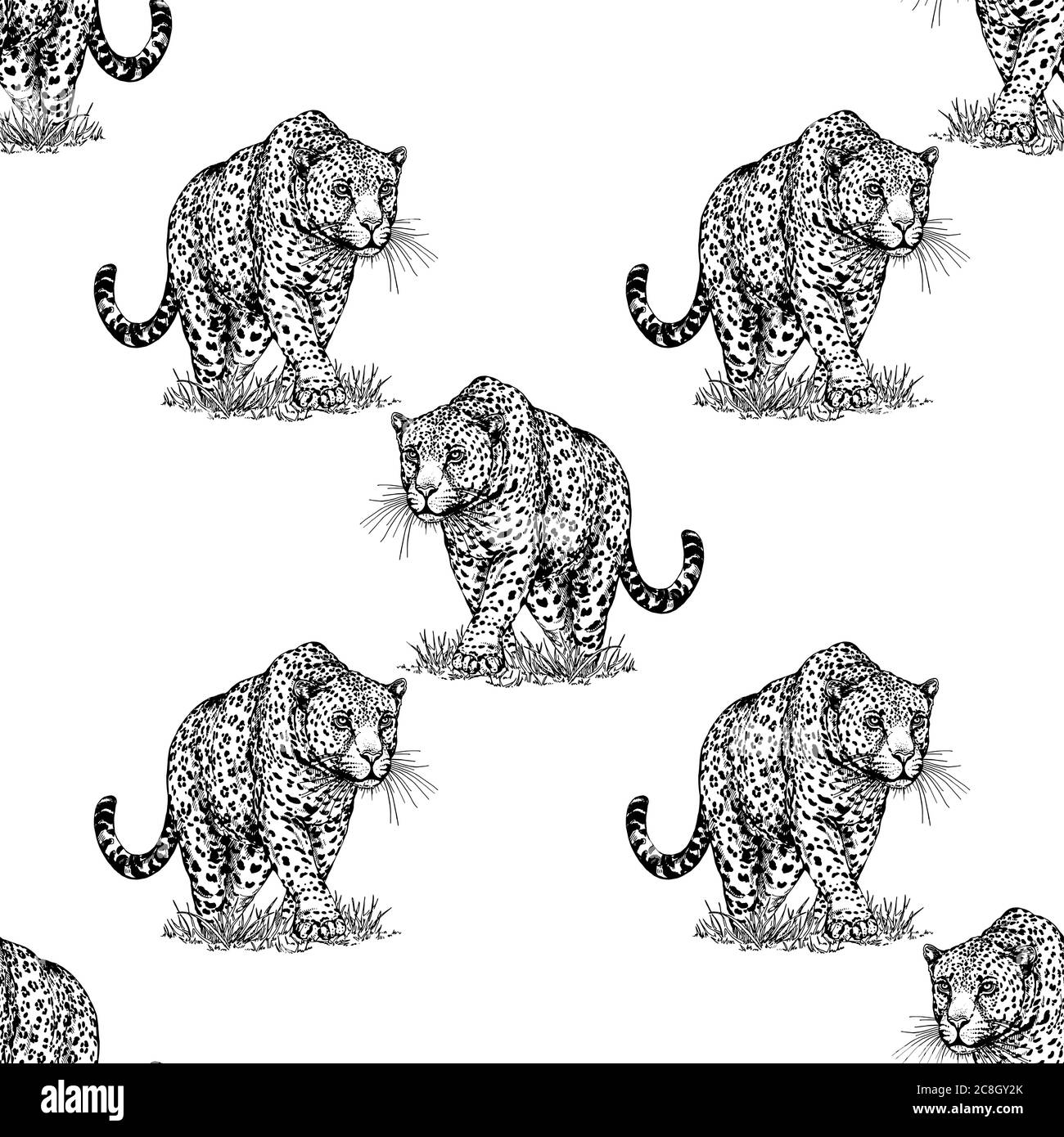 Profil de transparente croquis à main léopard style isolé sur fond blanc. Vector illustration. Illustration de Vecteur