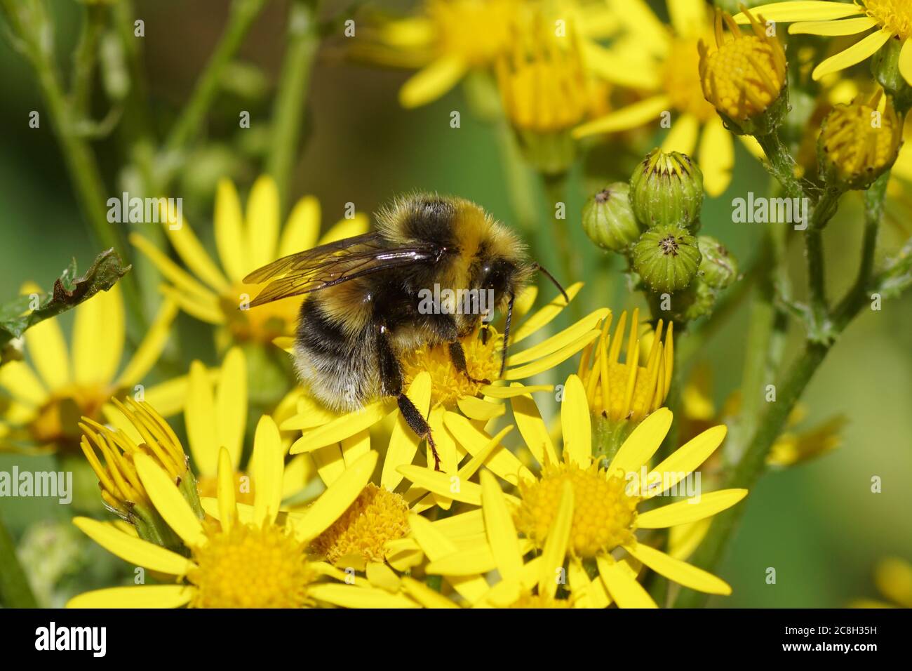 Bomblebee à queue blanche (Bombus lucorum), famille des Apidae sur les fleurs de l'armoise (Senecio jacobaea), famille des Asteraceae ou des Compositae. Été, Hollande Banque D'Images