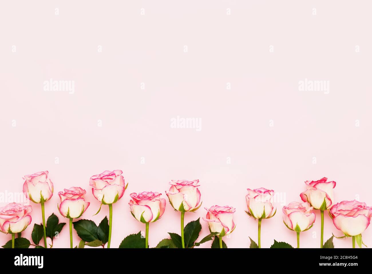 Bordure roses sur fond rose. Concept de fête des mères, de fête de la Saint-Valentin, de célébration d'anniversaire. Copier l'espace pour le texte, vue de dessus Banque D'Images