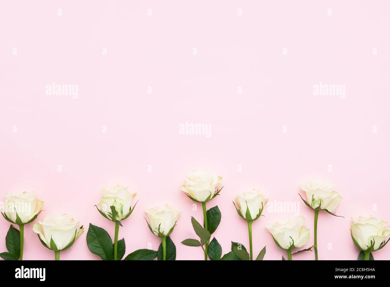 Bordure de roses blanches sur fond rose. Concept de fête des mères, de fête de la Saint-Valentin, de célébration d'anniversaire. Copier l'espace pour le texte, vue de dessus Banque D'Images