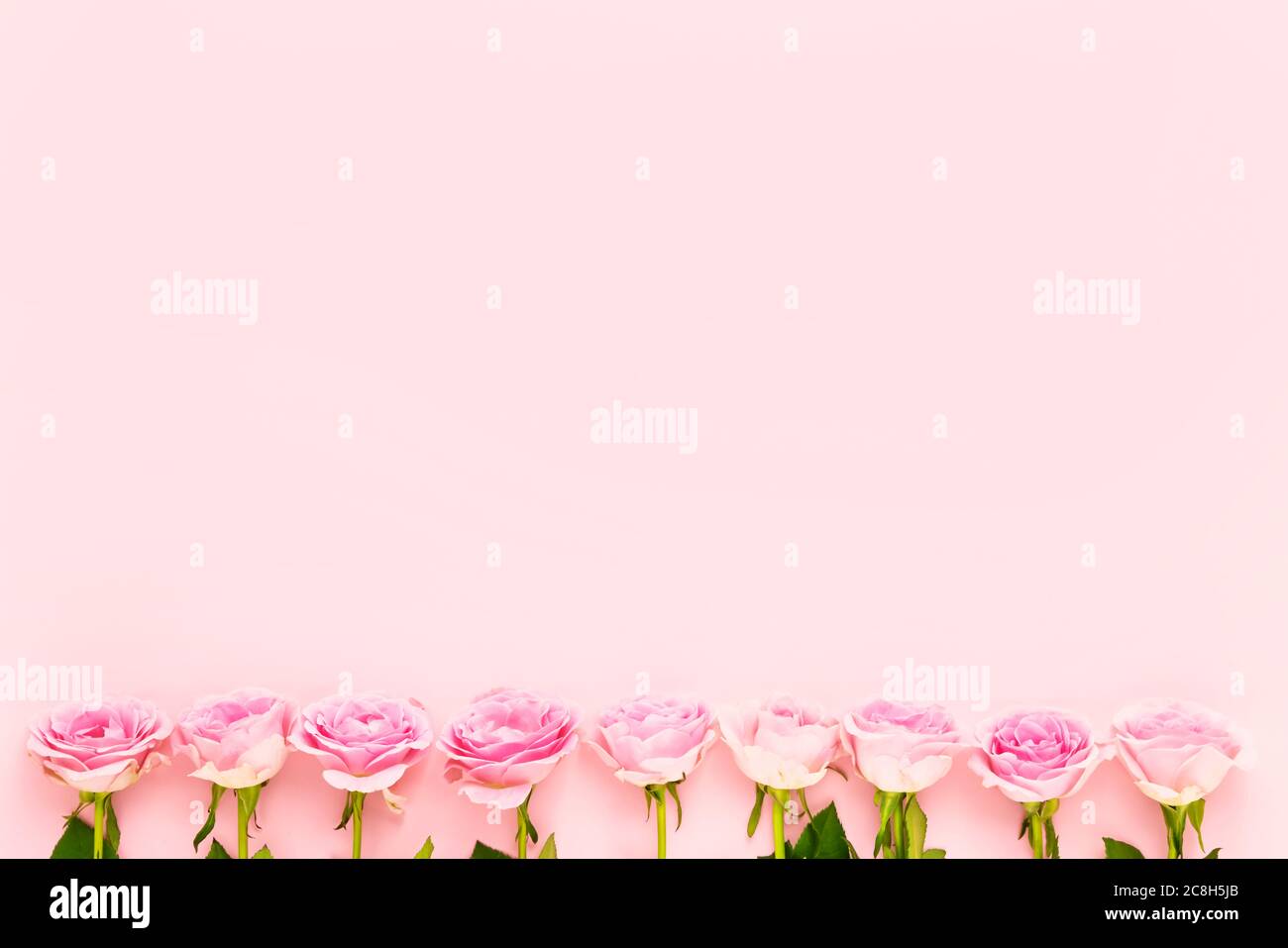 Bordure roses sur fond rose. Concept de fête des mères, de fête de la Saint-Valentin, de célébration d'anniversaire. Copier l'espace pour le texte, vue de dessus Banque D'Images